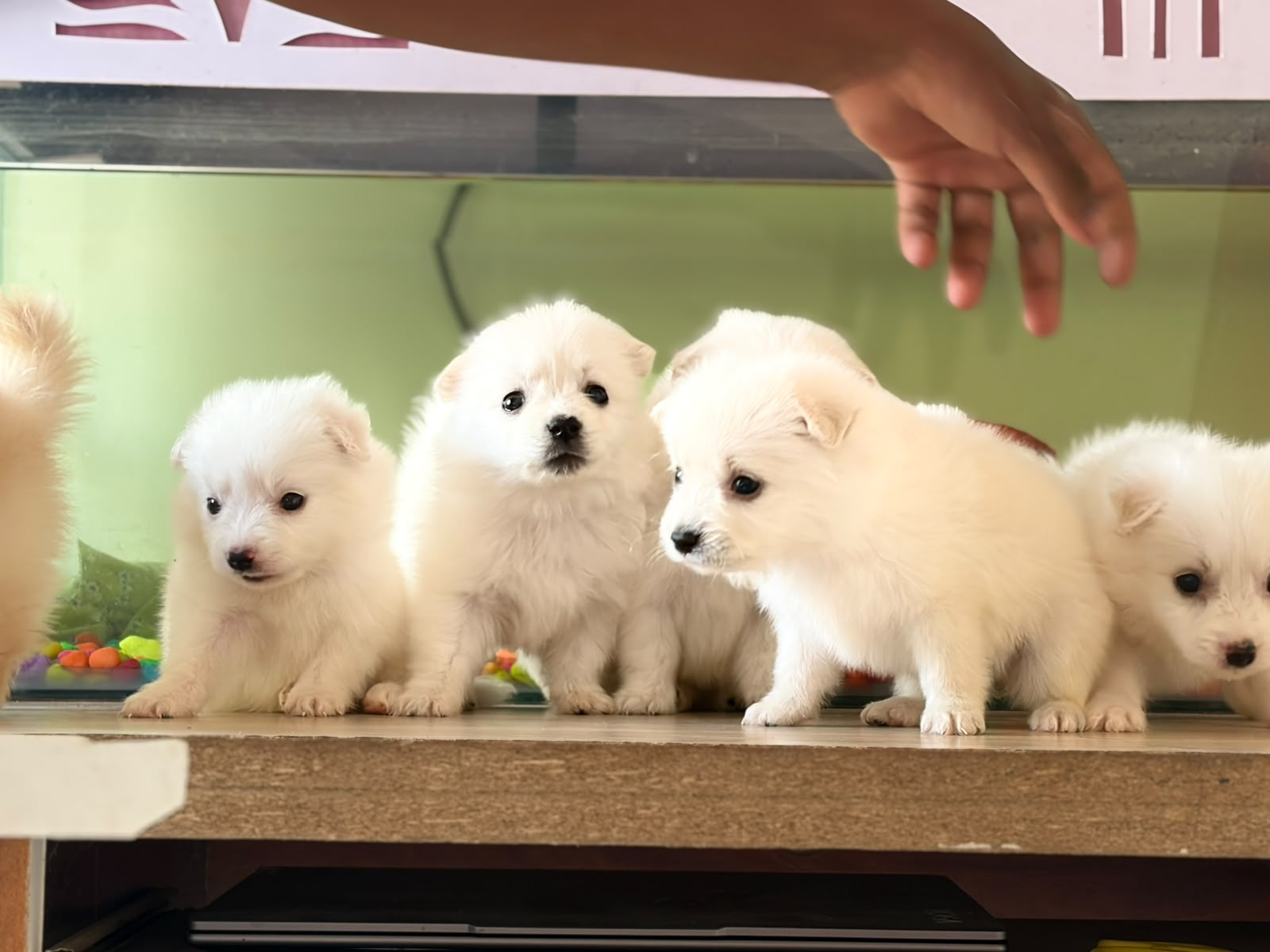 Dog at kennel