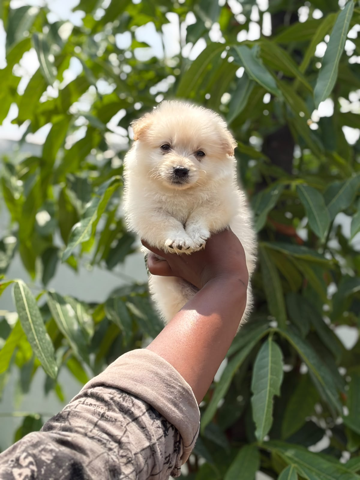 Dog at kennel