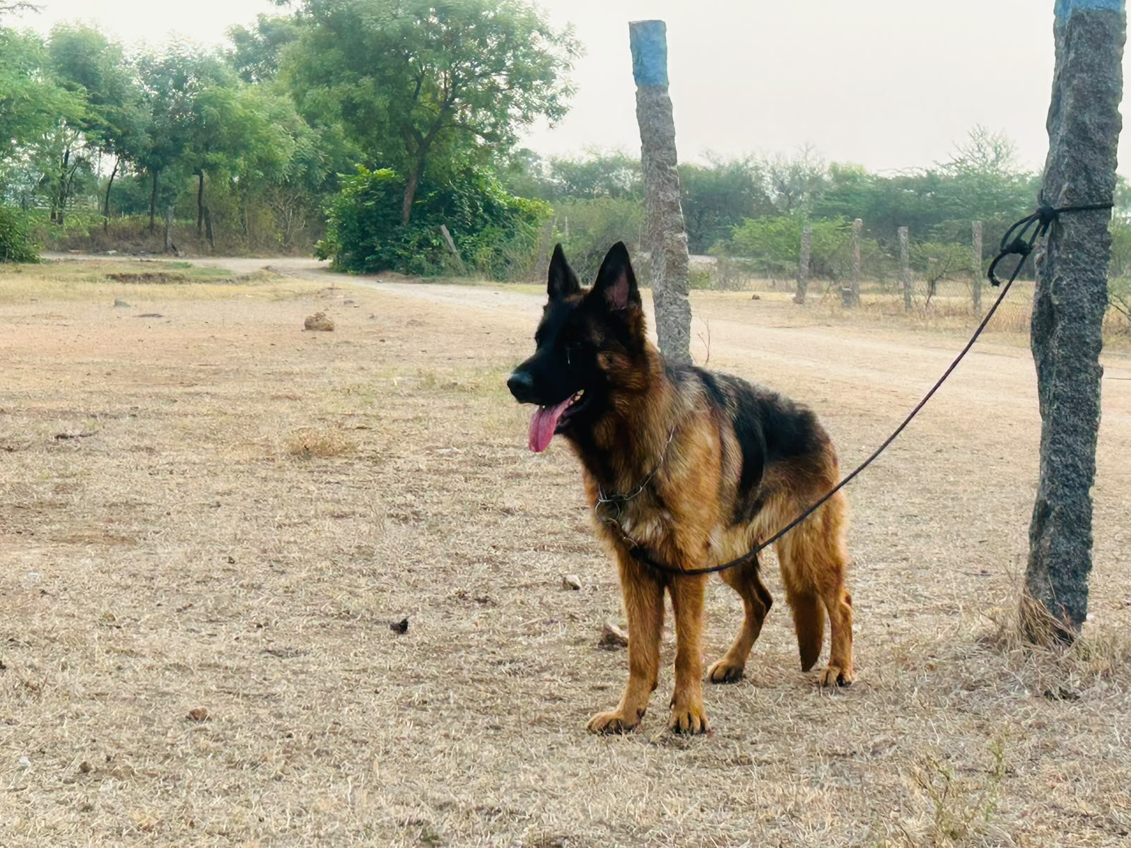 Dog at kennel